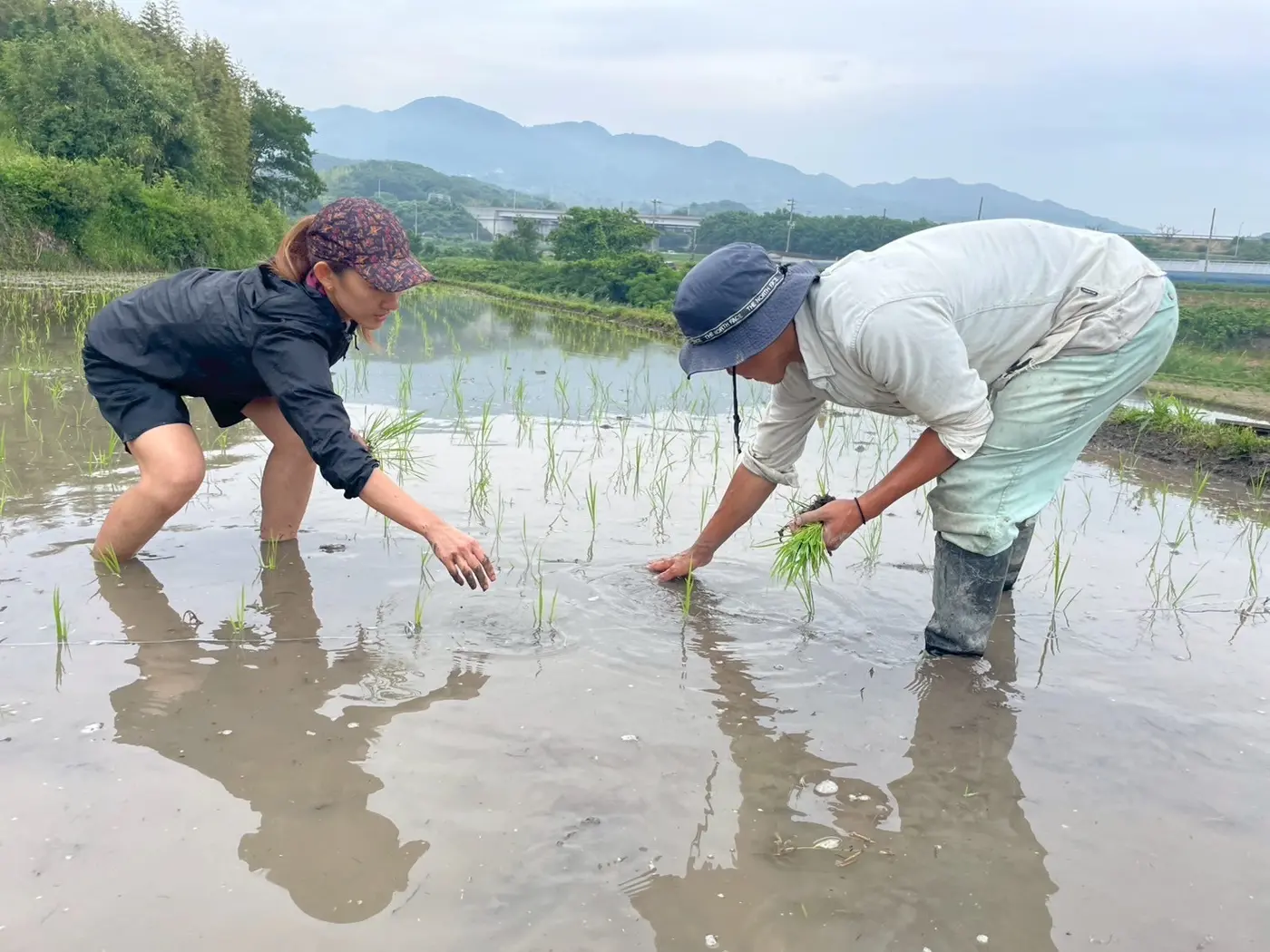 田んぼで一緒に苗を植える人たち